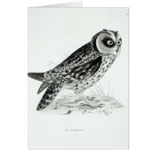 Owl Cards (Front)