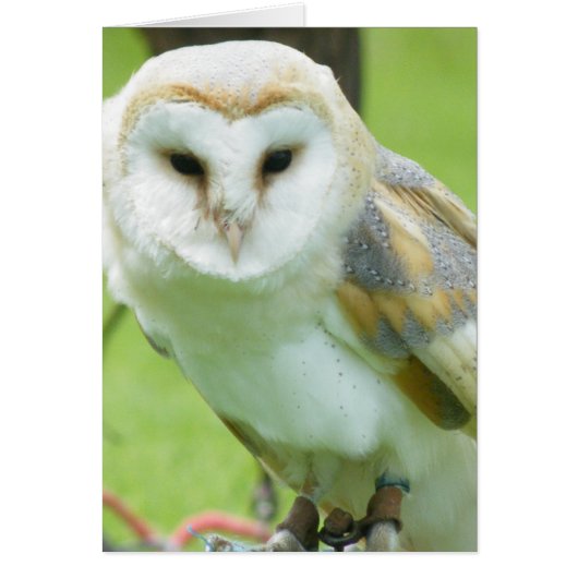 Owl Cards (Front)