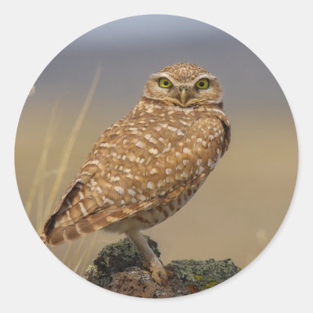 owl classic round sticker (Front)
