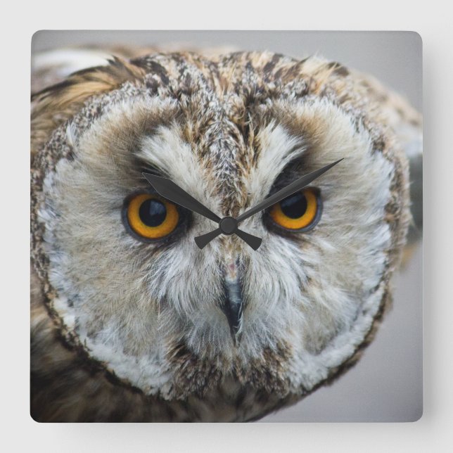 Owl Clock (Front)