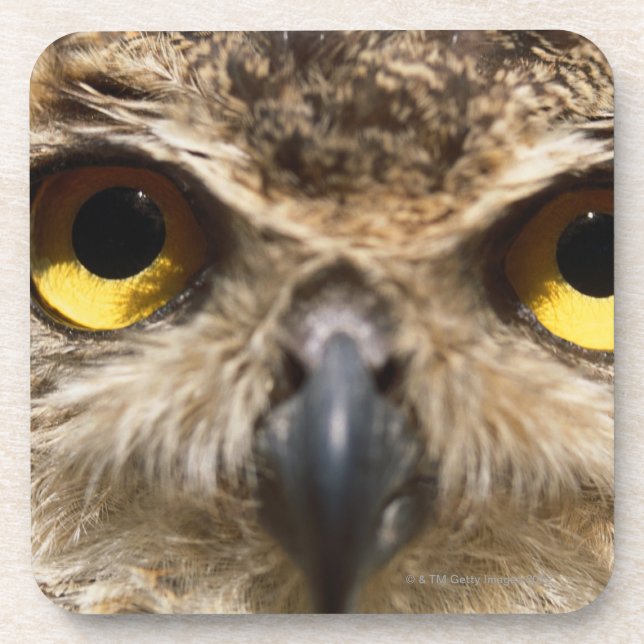 Owl Close-Up Drink Coaster (Front)