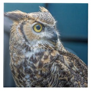 Owl close up view ceramic tile