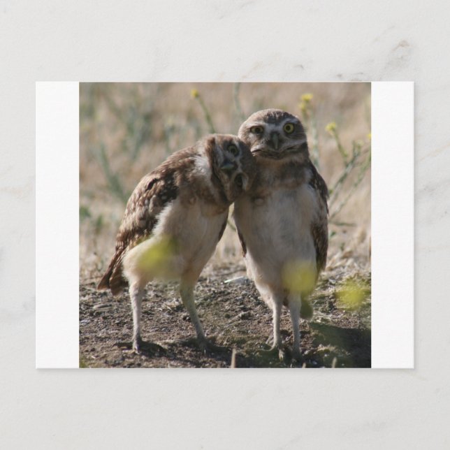 owl couple postcard (Front)