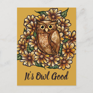 Owl daisies                                        postcard