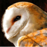 OWL DRINK PITCHER<br><div class="desc">A beautiful soft artistic watercolor of a Barn Owl.</div>