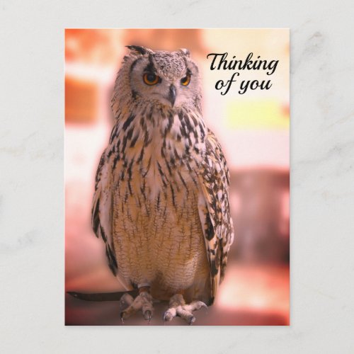 Owl Experience Somerset Thinking of You Postcard