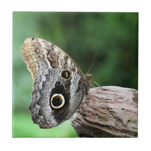 Owl Eye Butterfly Ceramic Tile