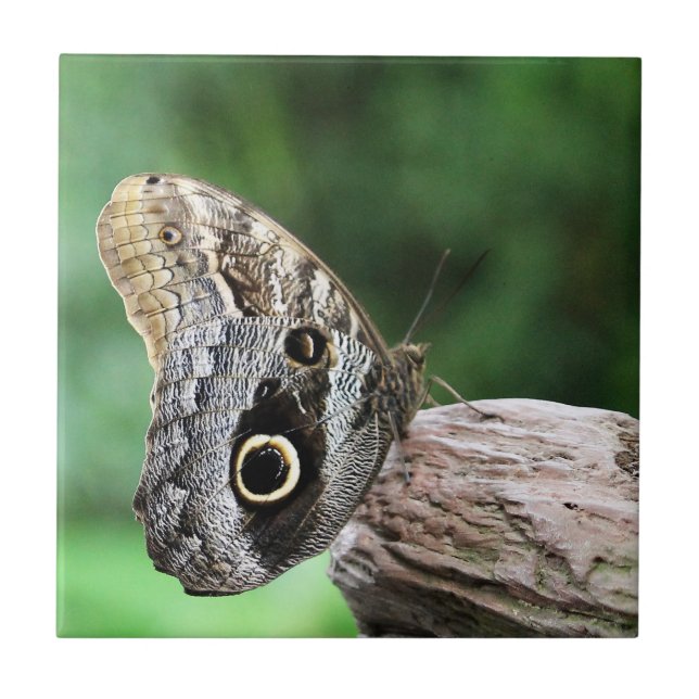 Owl Eye Butterfly Ceramic Tile (Front)