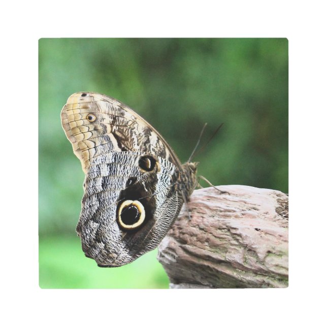 Owl Eye Butterfly Metal Print (Front)