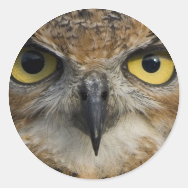 Owl Eyes Classic Round Sticker (Front)