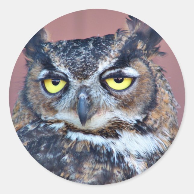 Owl Eyes Classic Round Sticker (Front)