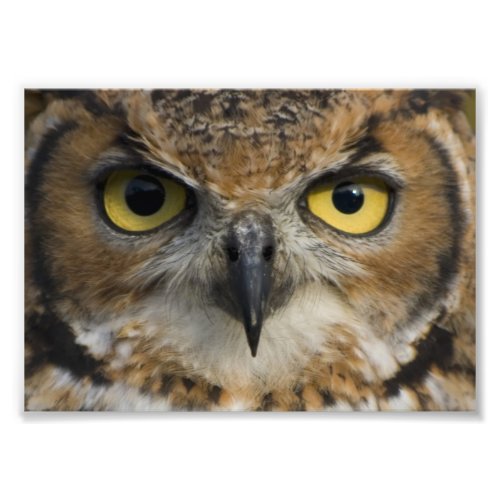 Owl Eyes Photo Print