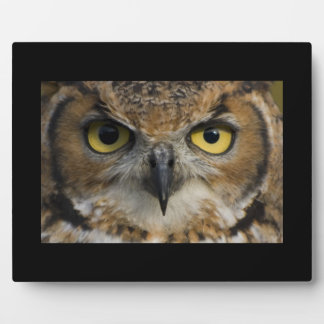 Owl Eyes Plaque