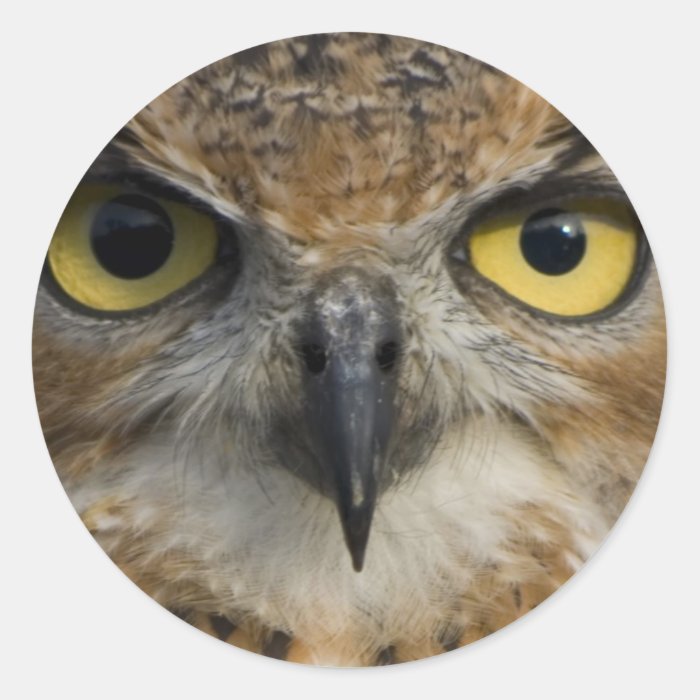 Owl Eyes Stickers