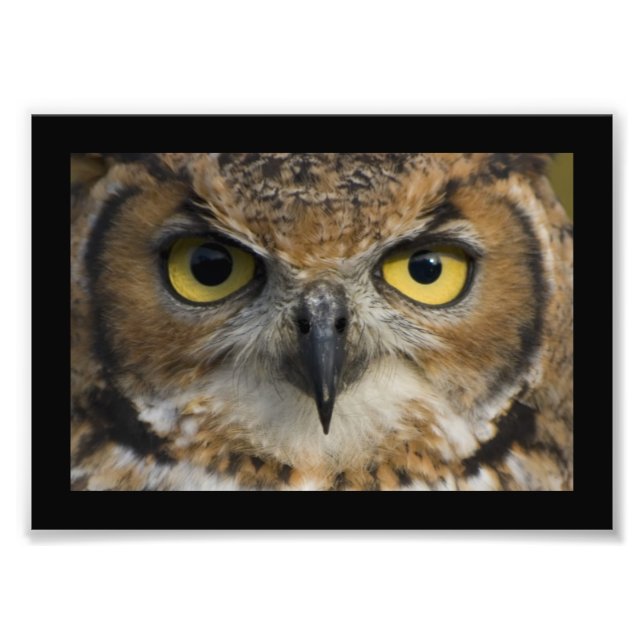 Owl Eyes with black border Photo Print (Front)