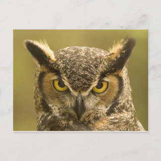 Owl face postcard