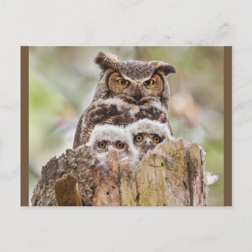 Owl Family postcard with owl bits
