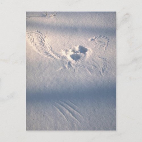 Owl feather imprint in the snow postcard