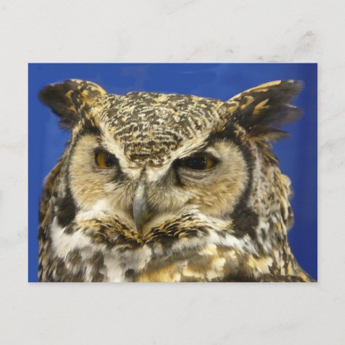 OWL _ Great Horned Owl Face Photo Postcard