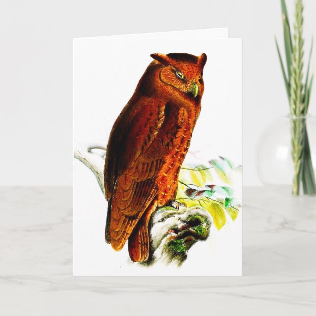 Owl Greeting Card (Front)