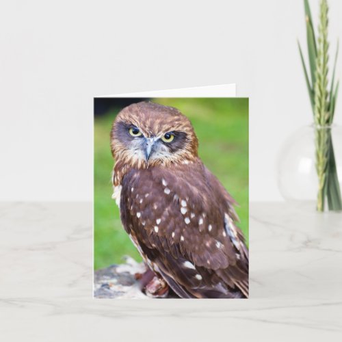 Owl Greeting card