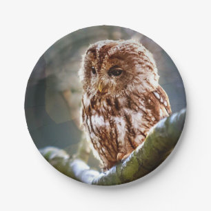 Owl Hoo Paper Plates