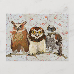OWL IN A ROW Postcard