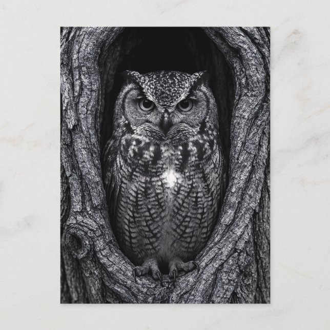 Owl in a Tree Hollow Black and White Postcard (Front)