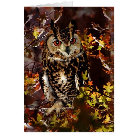 Owl in Autumn Cards (Front)