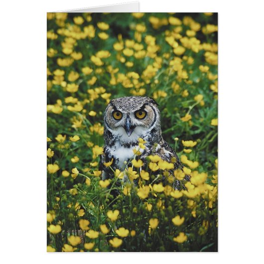 Owl in Buttercups Cards (Front)