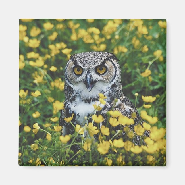 Owl in Buttercups Magnet (Front)
