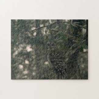Owl in the Forest