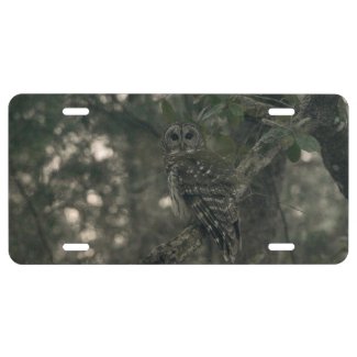 Owl in the Forest