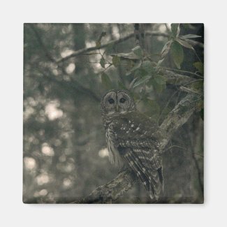 Owl in the Forest