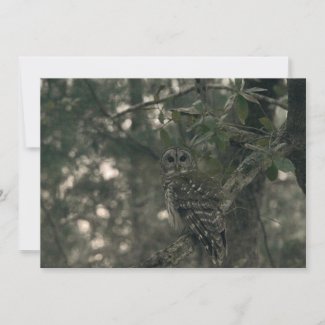 Owl in the Forest