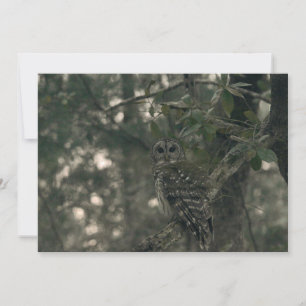 Owl in the Forest Note Card