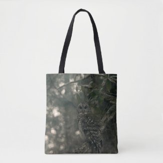 Owl in The Forest