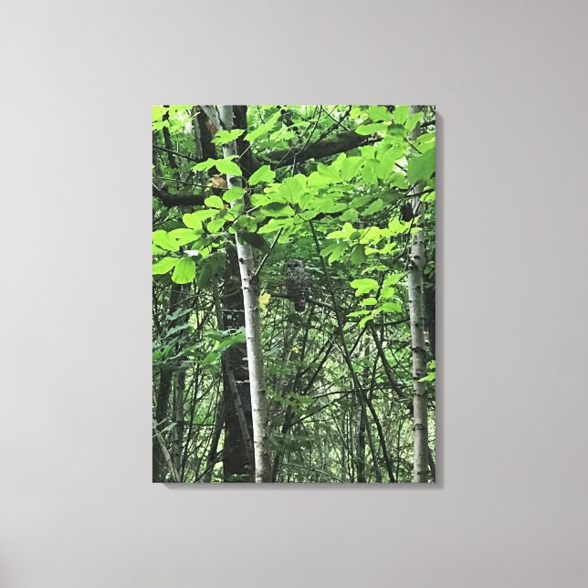 Owl in the Trees, Oregon Canvas Print (Front)