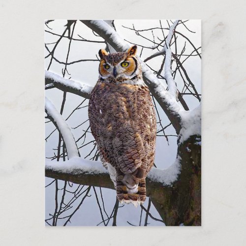 Owl In Winter Postcard