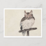 Owl Japanese Painting Vintage Postcard