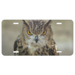 Owl License Plate