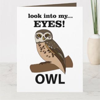 Owl Look Into My Eyes Owl