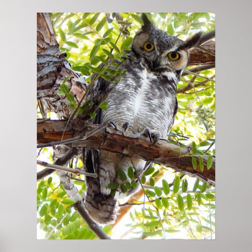 Owl Looking Down From Branch Poster