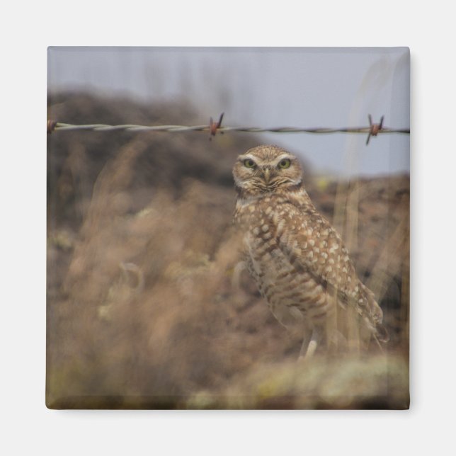 owl magnet (Front)