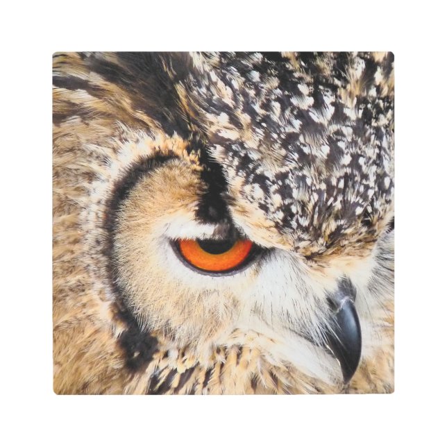 OWL METAL PRINT (Front)