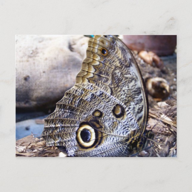 Owl Moth Postcard (Front)