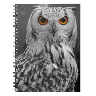 Owl notebook