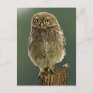 Owl On A Stump Postcard