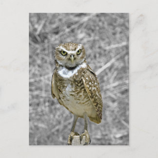 Owl on Post Postcard