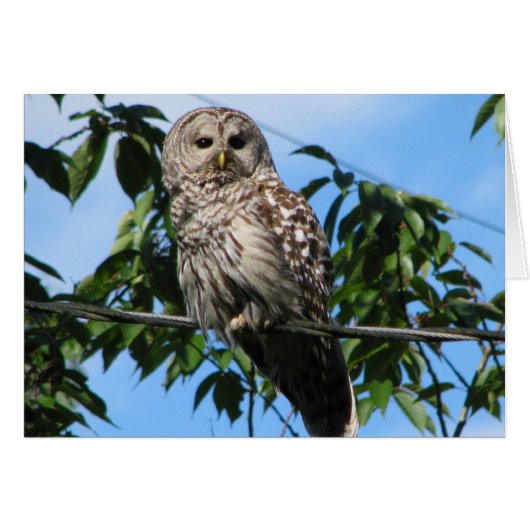 Owl On Wire Cards (Front Horizontal)